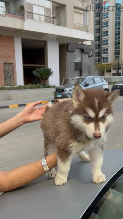 Female pure husky for sale
