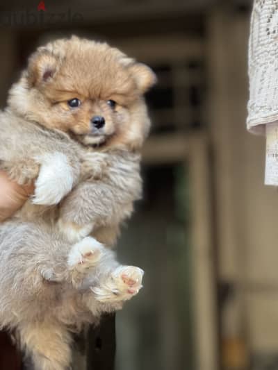 Pomeranian puppy
