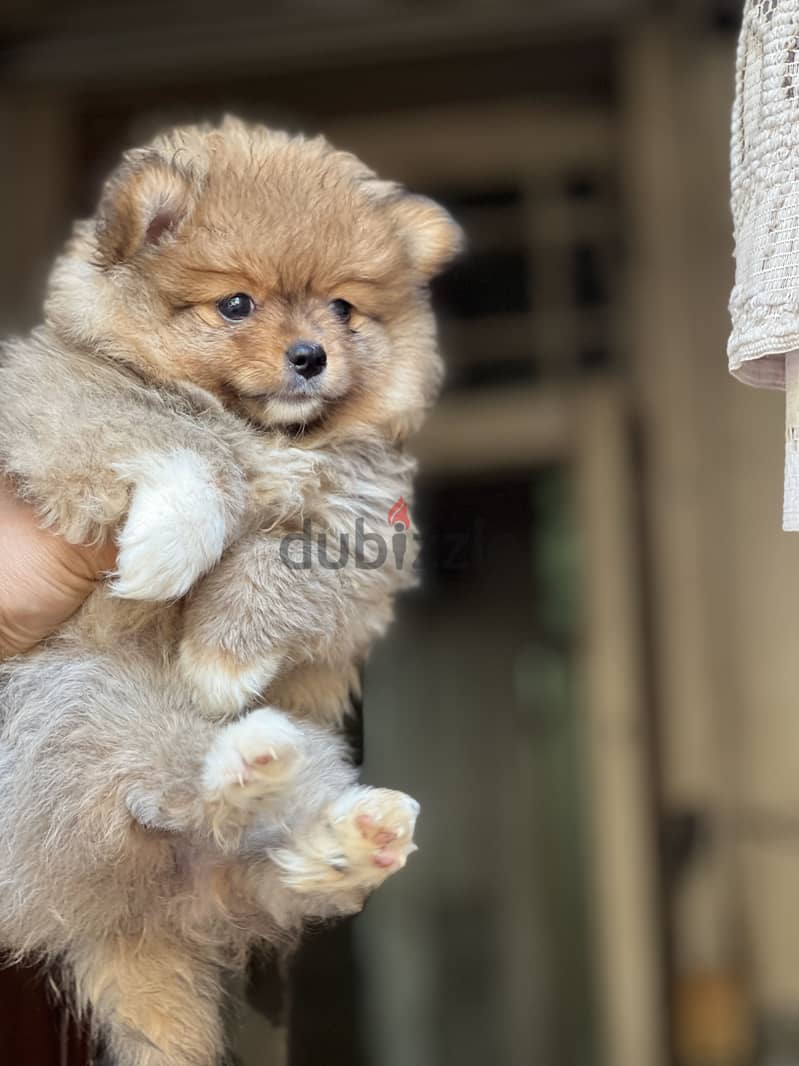 Pomeranian puppy 2