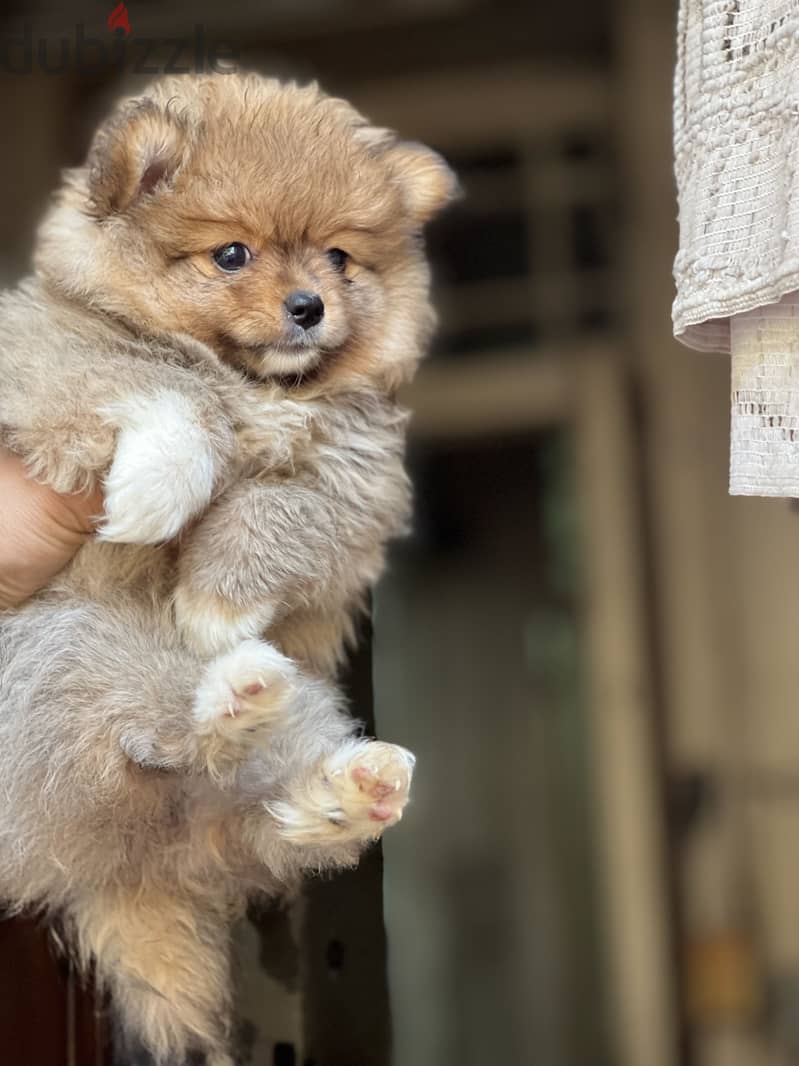 Pomeranian puppy 3