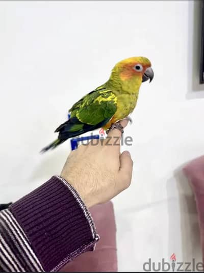 ببغاء صن كونيور أليف جدا بدون عض نهائي مدرب تاكيل يدوي من صغره