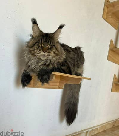 2 Young males Maine coon purebred