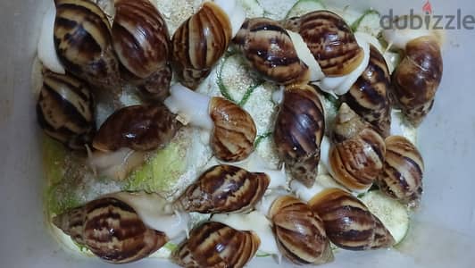 حلزونات افريقى لانتاج الكولاجين للبشره