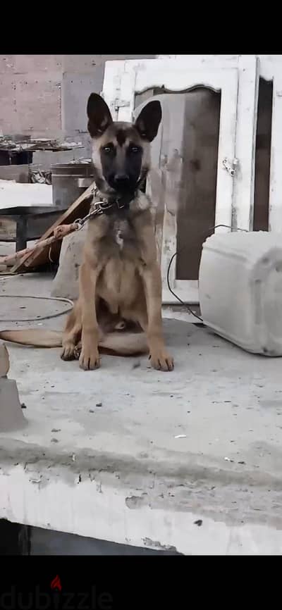 كلب مالينو استندر عندو 6شهور