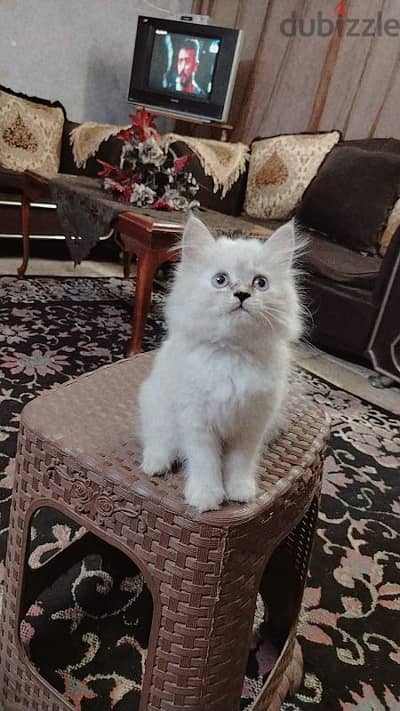 الف مسكن