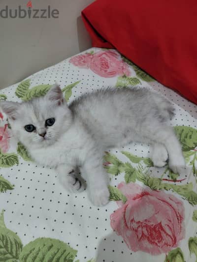 قط وقطة سكوتش ستريت Silver و Tiger