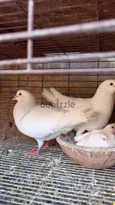 ثلاث قصوص حمام لاحم بيور حمام بيلحم على 12 يوم و 15 يوم ما شاء الله