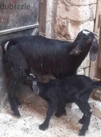 ماعز برقى والده اول بطن