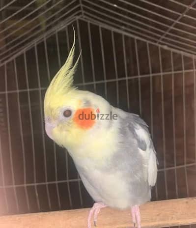 كوكيتل الدكر ايزبيل  والنتايه مصبع علي وش شغل او اللبدل بقص مصبع شغال