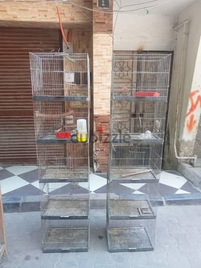 سلاكتين عصافير استراليات كل سلاكه 5ادوار