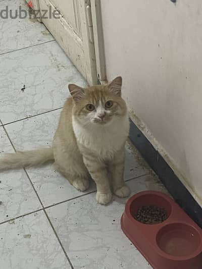 الزقازيق