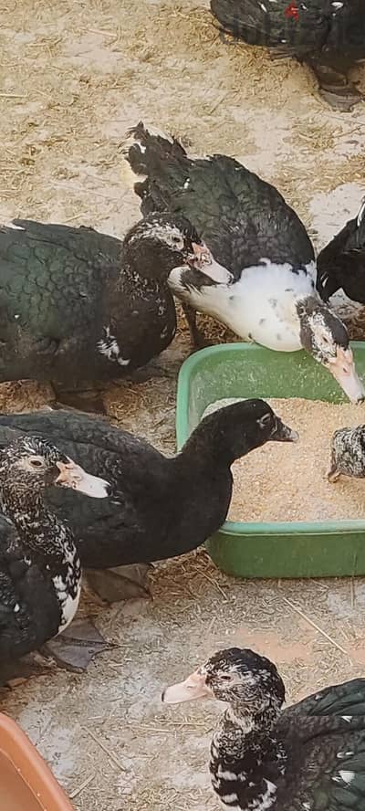 بيع 110 ذكر بط مسكوفي r41 بالفيوم