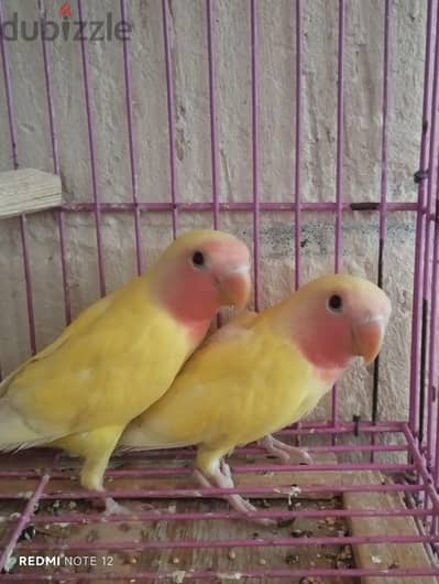 روز لاتيني 3 شهور
