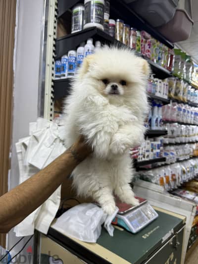 Pomeranian puppy
