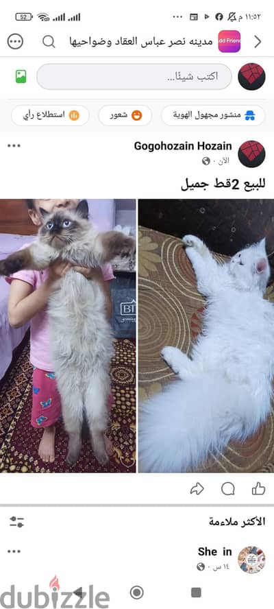 قطط شيرازي