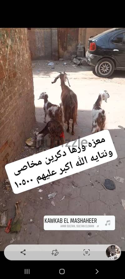 معزه وراها دكرين مخاصى ونتايه