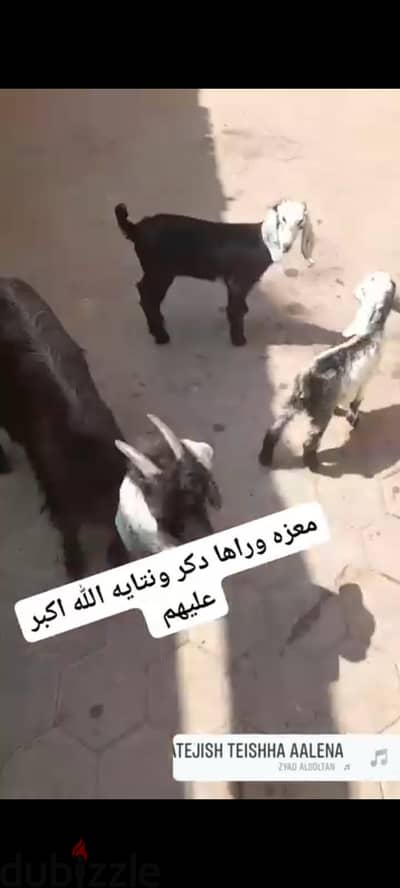 معزه وراها دكر ونتايه