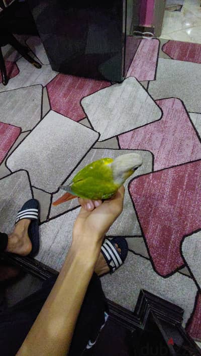 بغباء تأكيل يدوي