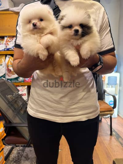 Teacup Pomeranian بومارنيان
