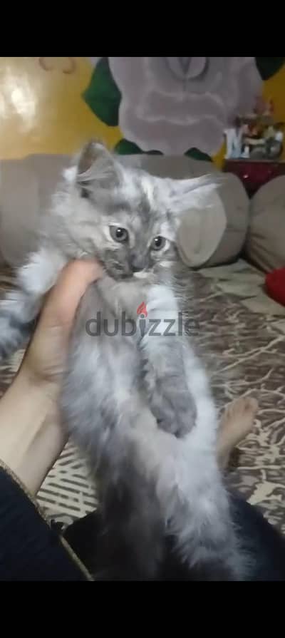 قطه شيرازي للتبني