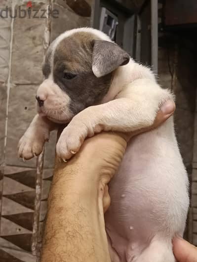 American pitbull 30day