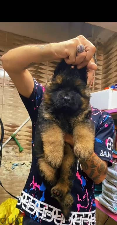 german shepherd long hair 40day