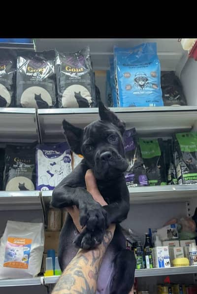 cane corso ٢ month