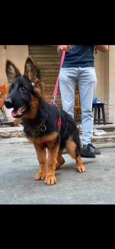 german shepherd 4 month