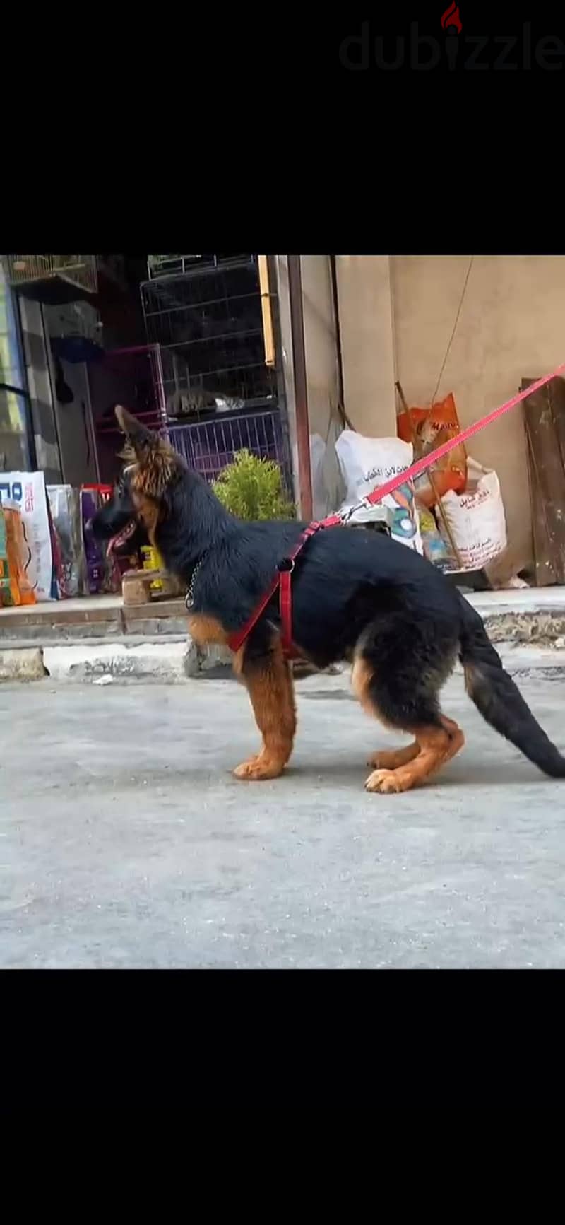 german shepherd 4 month 1