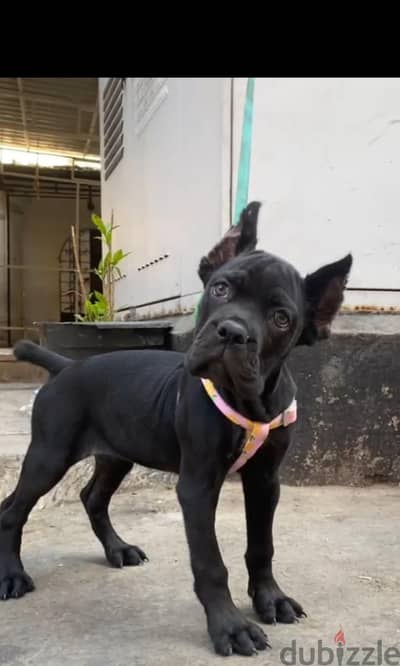 cane corso ٢ month