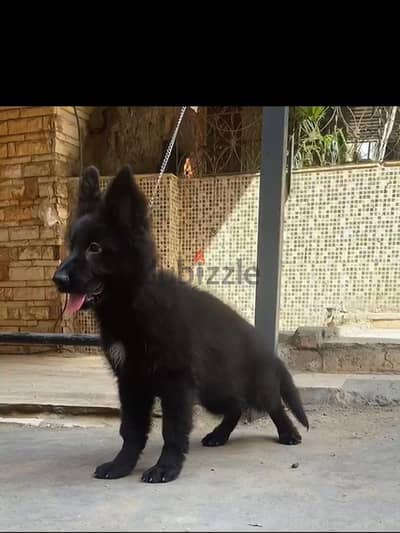 royal black 2 month