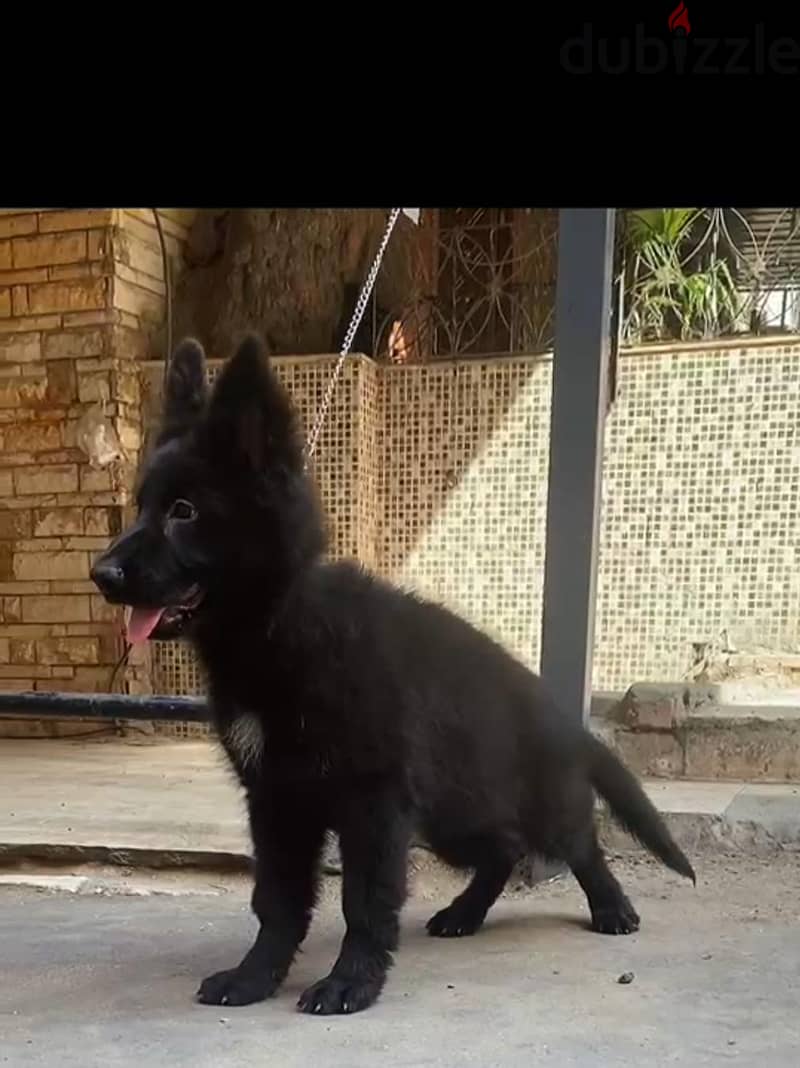 royal black 2 month 1
