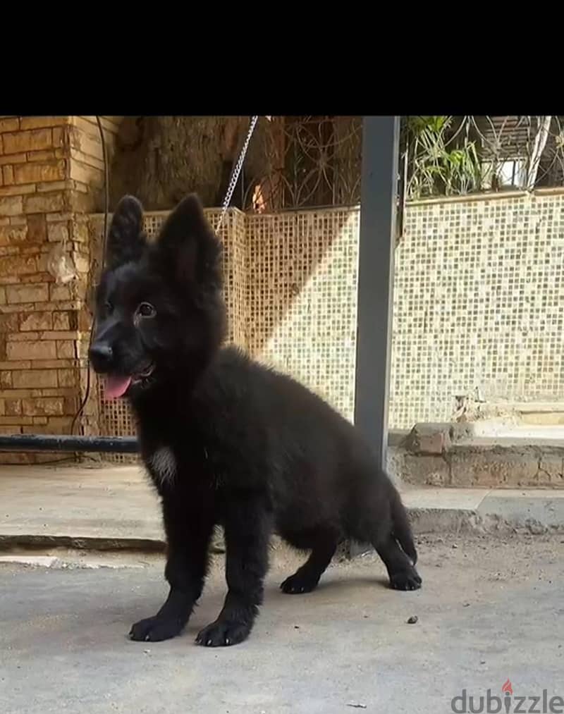 royal black 2 month 2