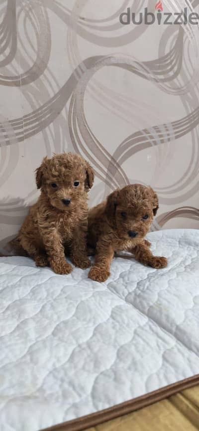 toy poodle  توي بودل