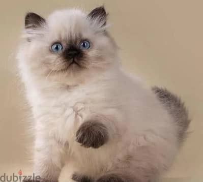 Ragdoll kitten boy from Russia