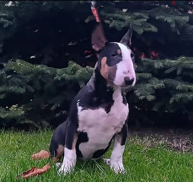 Bull terrier puppy boy from Russia
