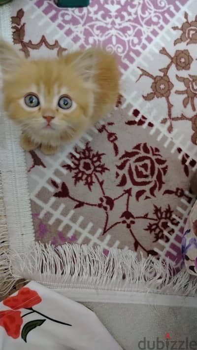 قطة شيرازي عمر شهرين