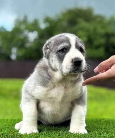 Central Asian shepherd puppy female from Russia