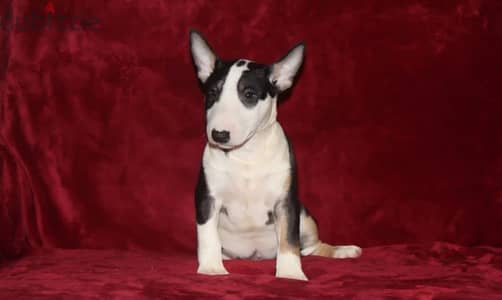 Miniature bull terrier puppy boy from Russia