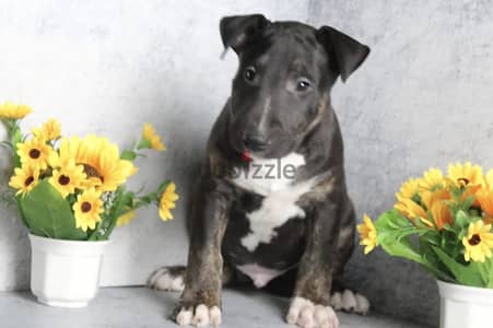 Bull terrier puppy male from Russia