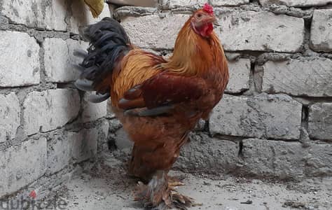 ديكين اهالي استيراد 7 شهور