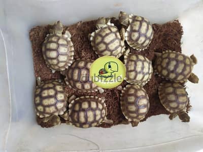سلاحف سولكاتا