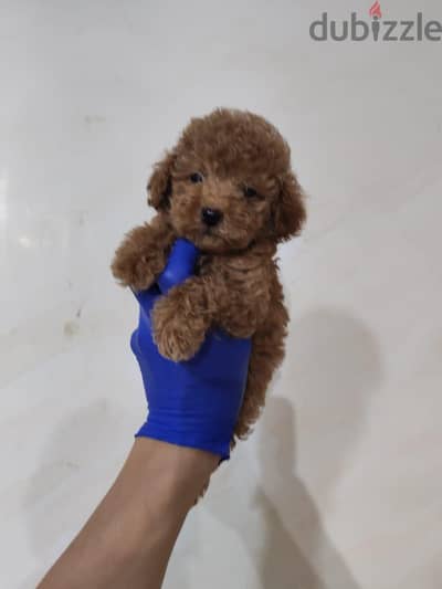 toy poodle  توي بودل