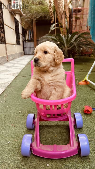 Golden retriever puppies  