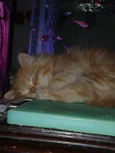 Persian kitten