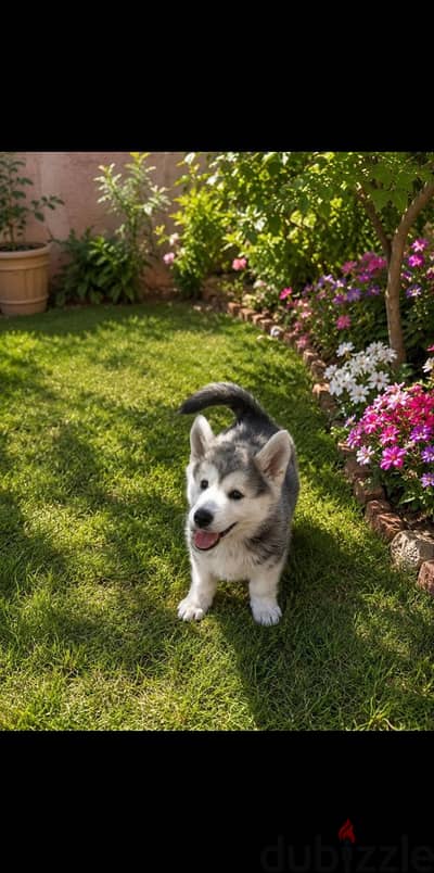 siberian husky