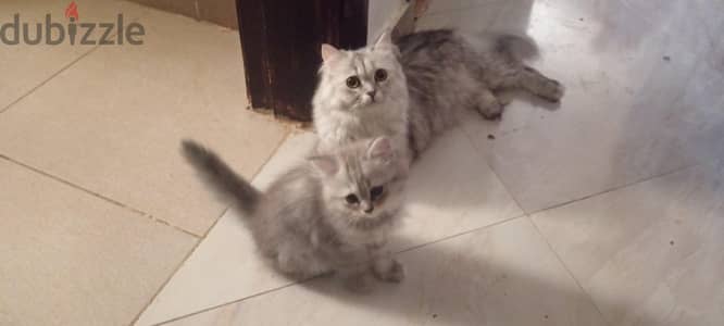 قطه و بنتها شيرازي للبيع