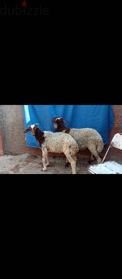 خروفين اعمار 5شهور