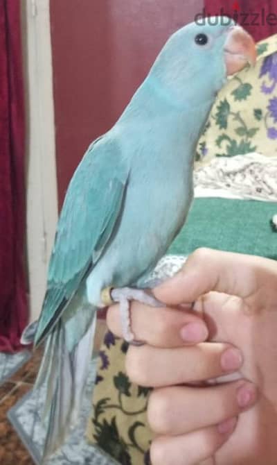 ببغاء درة هندى بلو