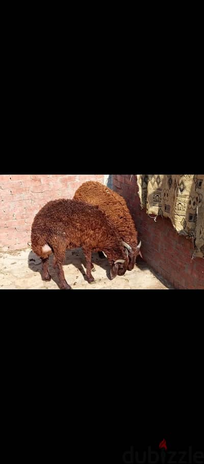 خروفين اعمار 9 شهور